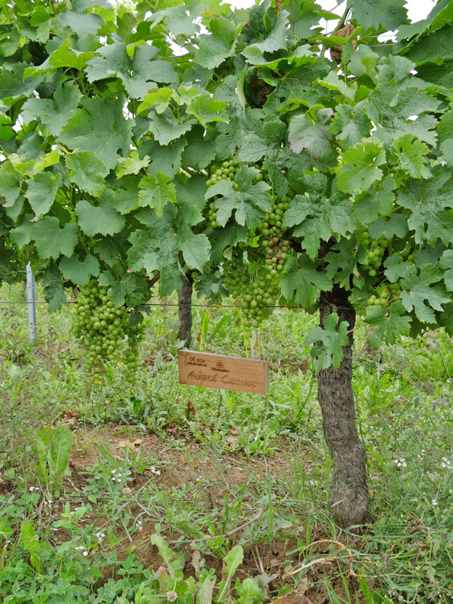 Виноградник на урожай